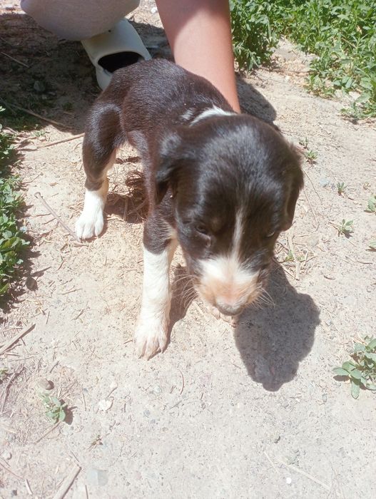 Тазы  собаки шенки