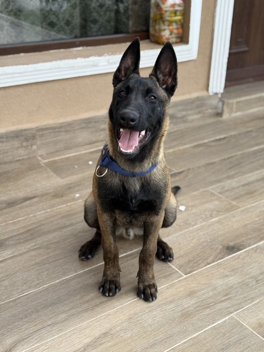 Белгийска Овчарка Малиноа