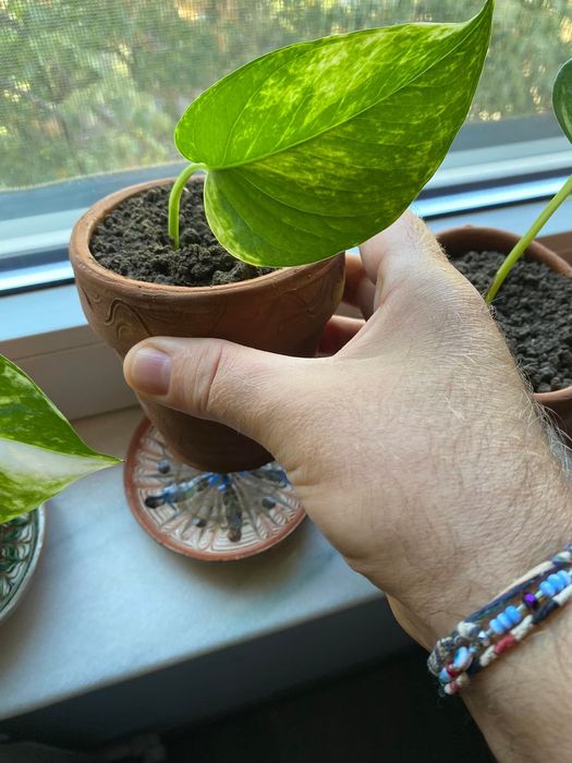 Filodendroni, pothos, mușcate parfumate și ghivece de ceramică