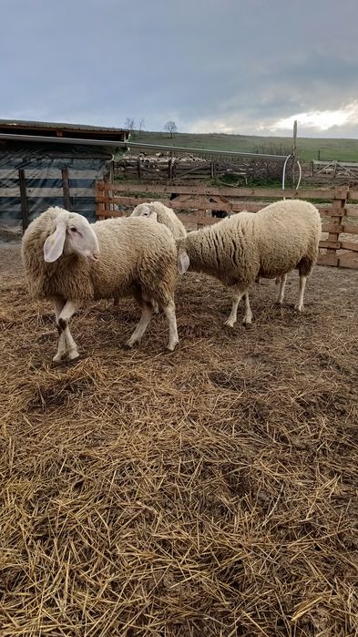 Berbeci, mari, tineri , miori rasa bergamasa de vânzare  !