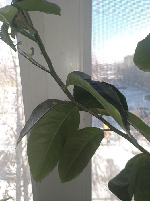 Дерево лимона молодое