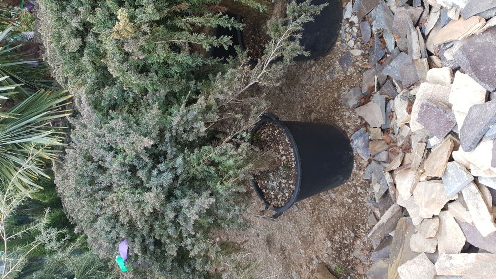 Vindem spirală din Cupresusochiparis leylandy de mai multe dimensiuni