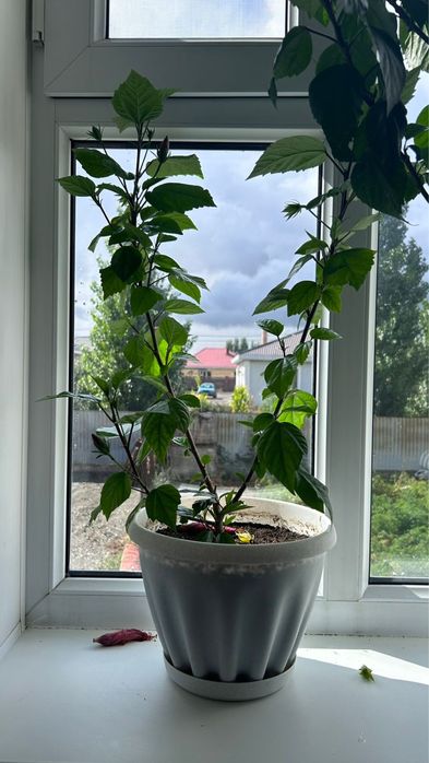 Продам китайскую розу