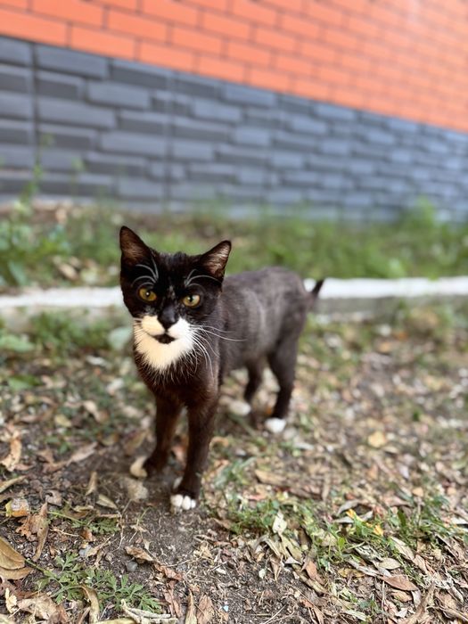 Кошка ищет домик!