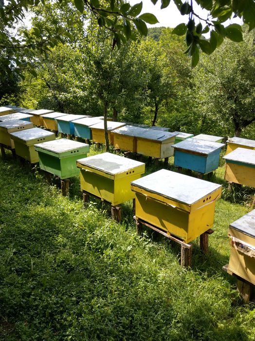 Familii de albine de vanzare