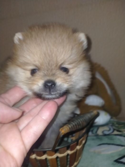 Померанский шпиц