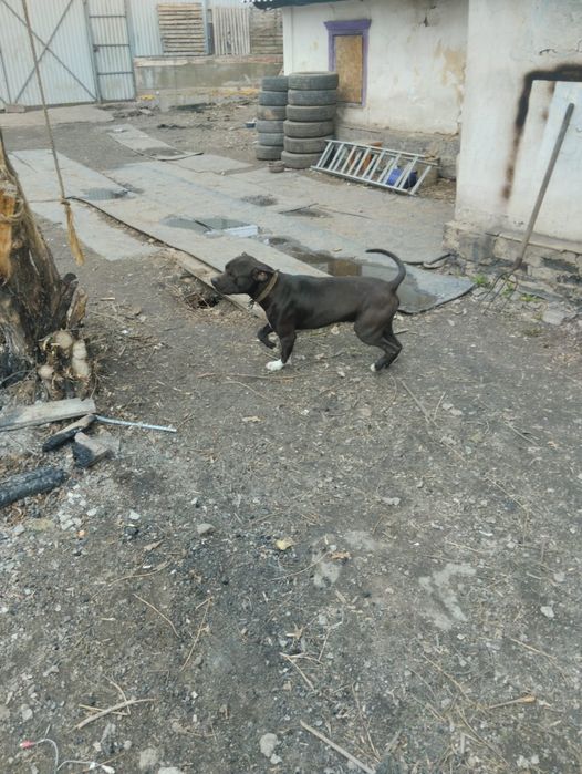 Отдаю даром два питьуля мальчик и девочка мальчик с документами .