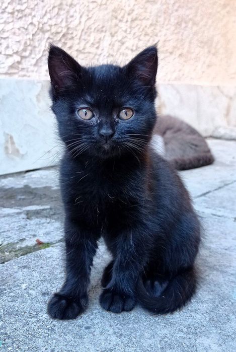 Продам породистых смешанных  котят