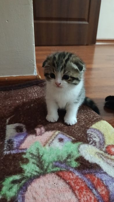 Отдаю котенка 2.5 месяца мальчик