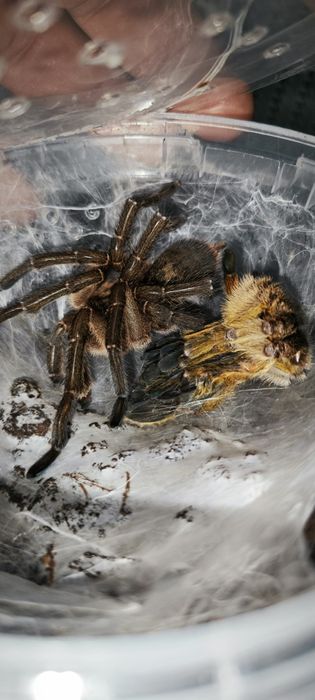 Harpactira pulchripes самец
