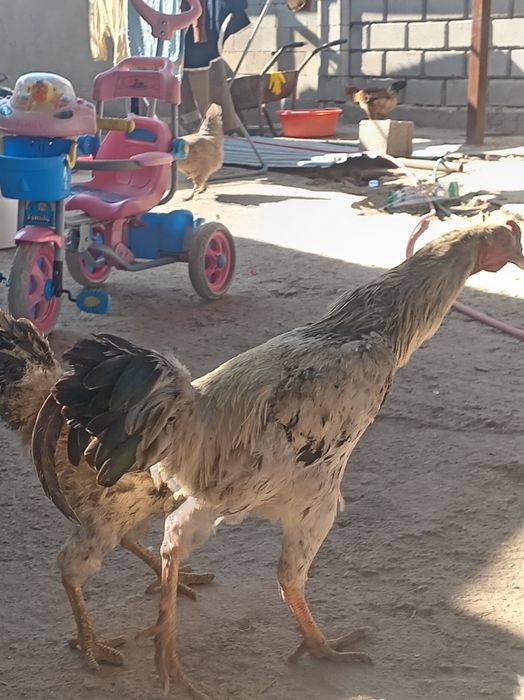 Продам курей и петухов