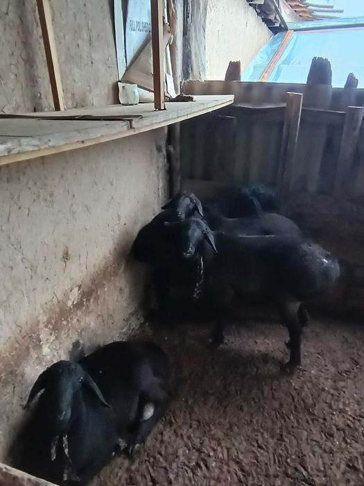 Домашние откормленные бараны/Уйда емланган кочкорлар