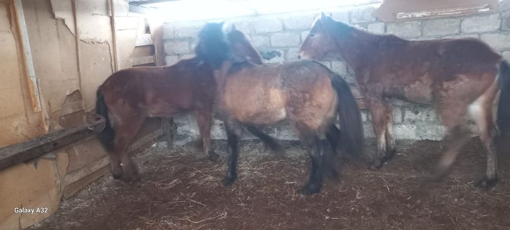 Жабағылар  еркек  сатылады