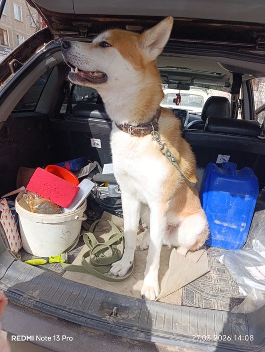 Ищем подружку для нашего мальчика