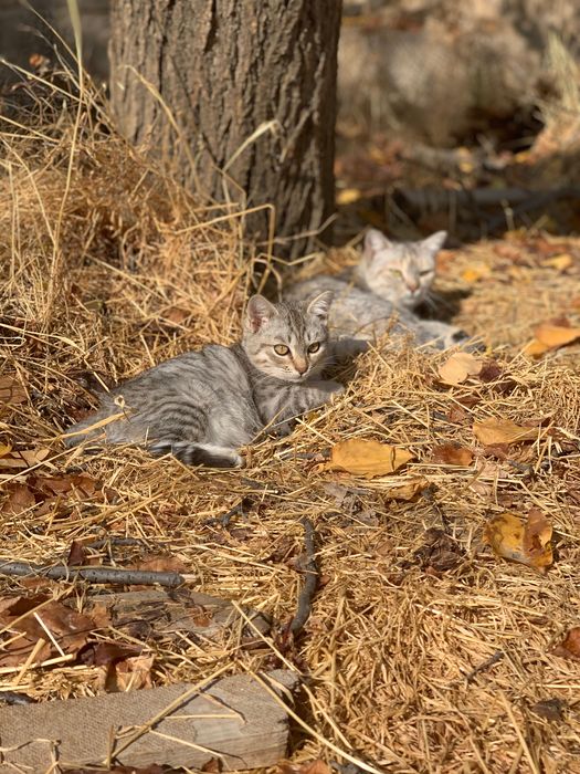 Котята ищут любящего хозяина