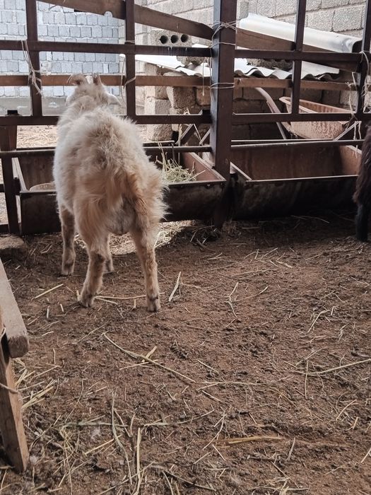 Теке және шыбыштар сатылады.