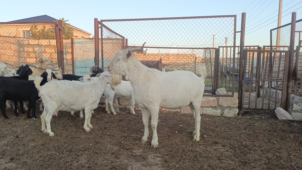 Занински жас теке