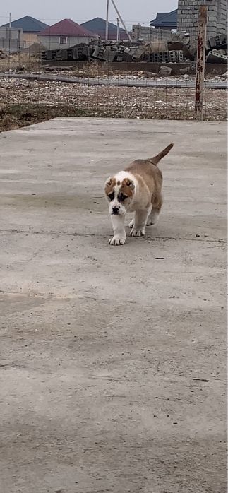 Щенок сао алабай кушык