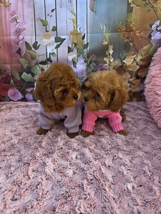 Всички ваксини!Малтипу момичета/майка малтипу баща тийкъп пудел