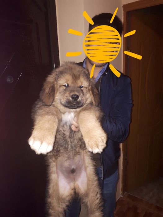 Тибетский Мастиф на вязку