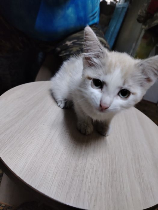 Отдам даром котика 3 месяца
