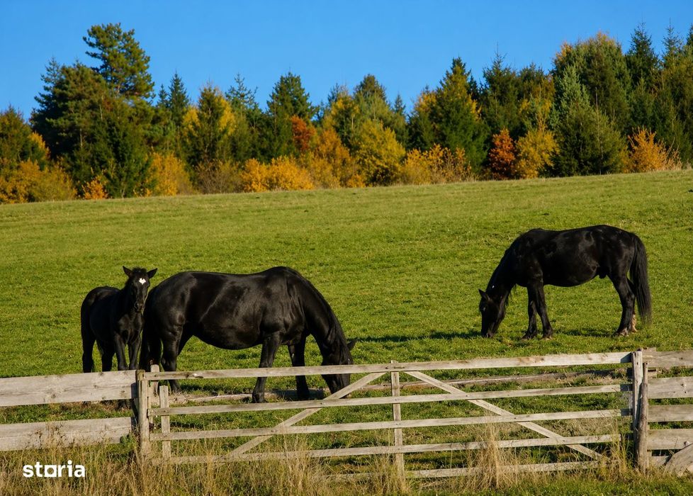 Teren SUPERB la munte, INTRAVILAN, statiunea Covasna