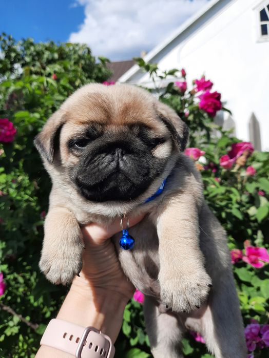 Продаю щеночков Мопса