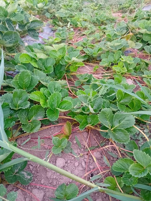 Продавам разсат ягоди