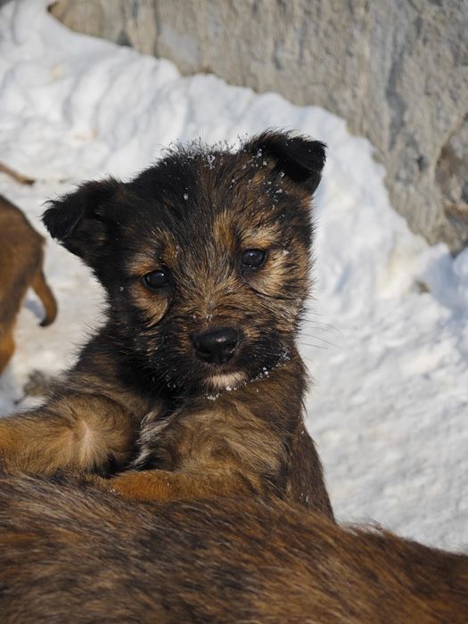 Щенки-сироты ищут дом