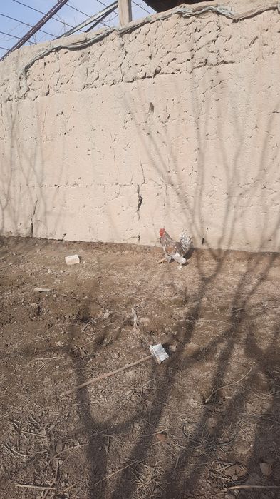 Хурозлар сотилади соглом  хонаки брама аралаш