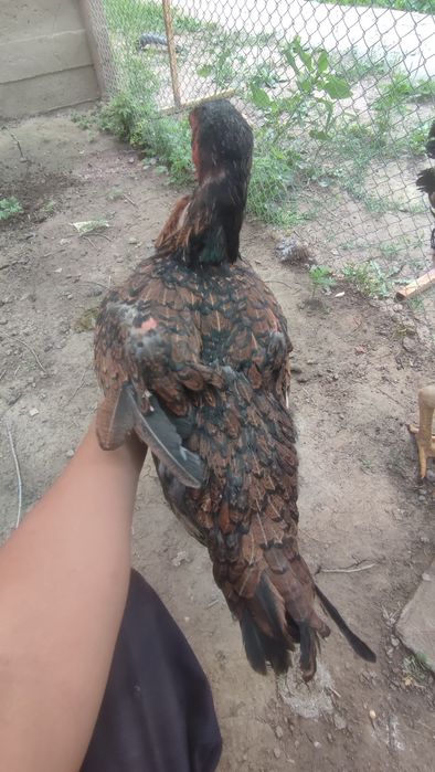 Арез әдемі тауық