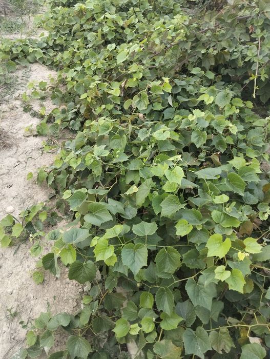 Vie Nova Alba si Ananas