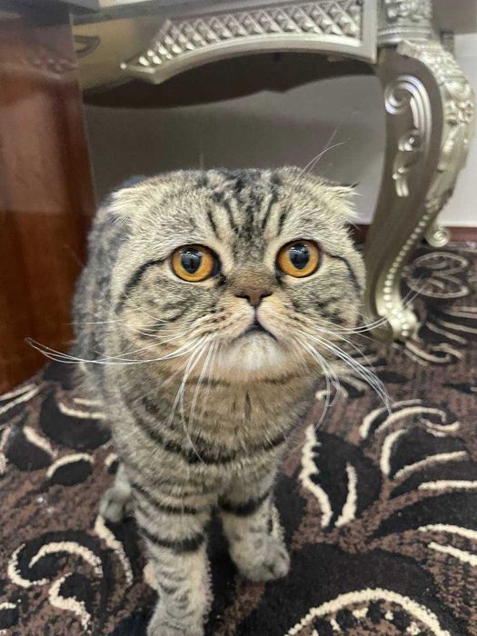 Продам кота 1 годик