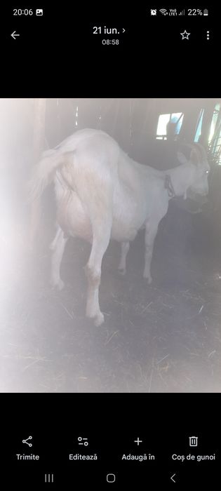 Capre saanen  cu lapte