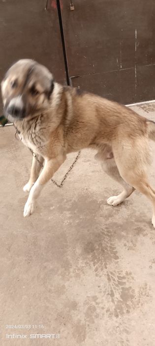 Ищим спутницу для вязки