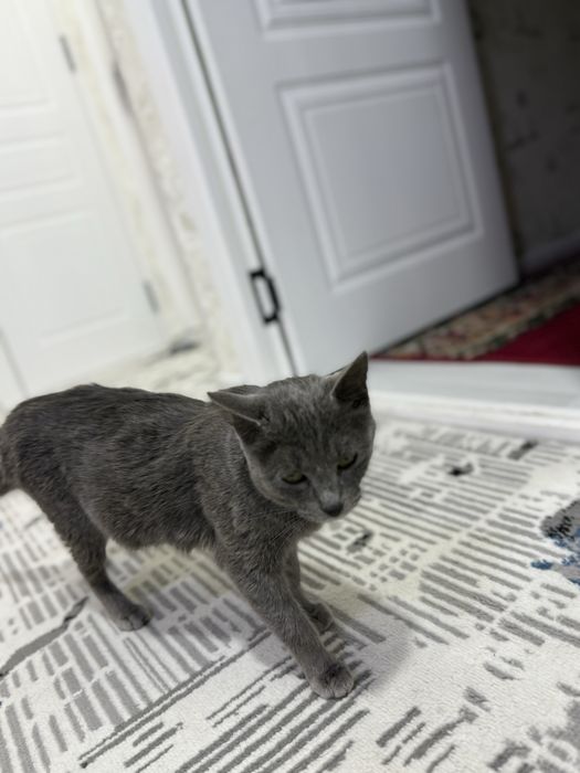 Продается Русская голубая кошка