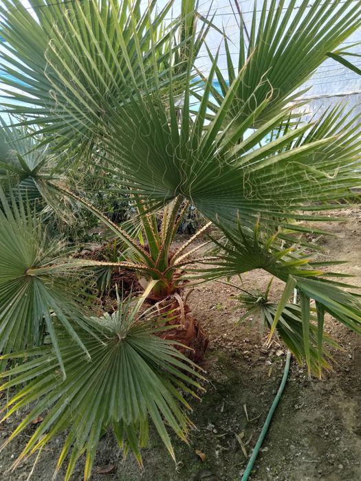 Нархини келишилган холда