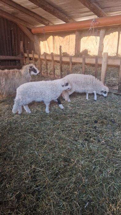 Vand miei pentru  sacrificat