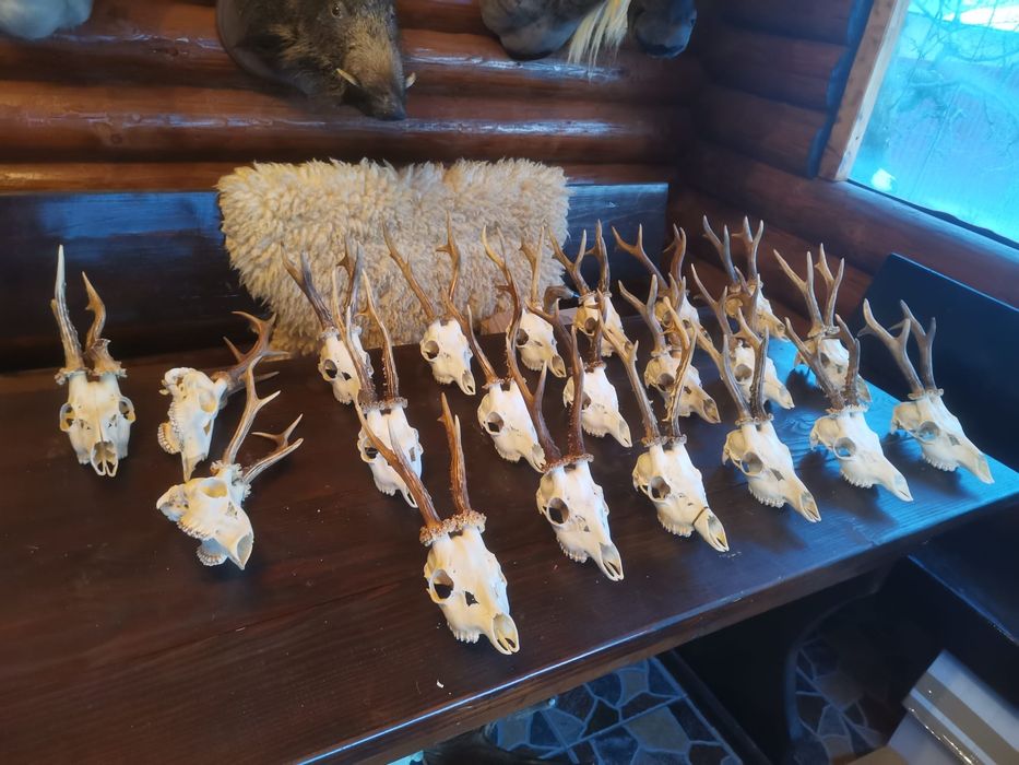 Trofee căprior disponibile