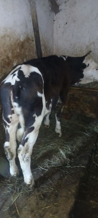 De vânzare vitea holstein