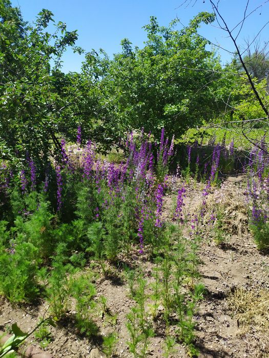 Продается дачный участок ( дача)