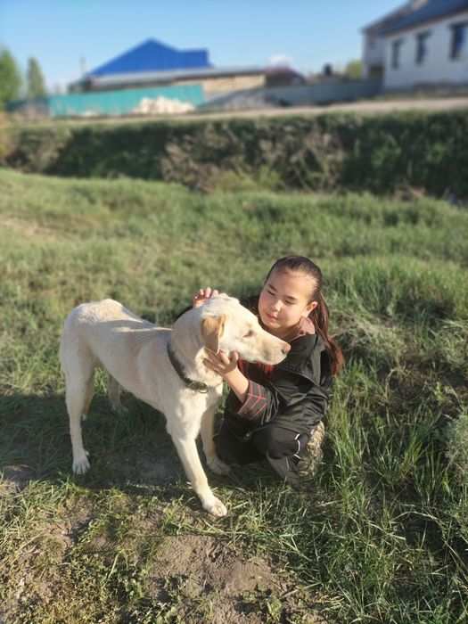 Собака для охраны