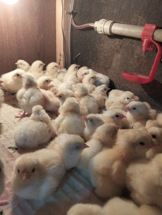 Продам цыплят Адлер серебро