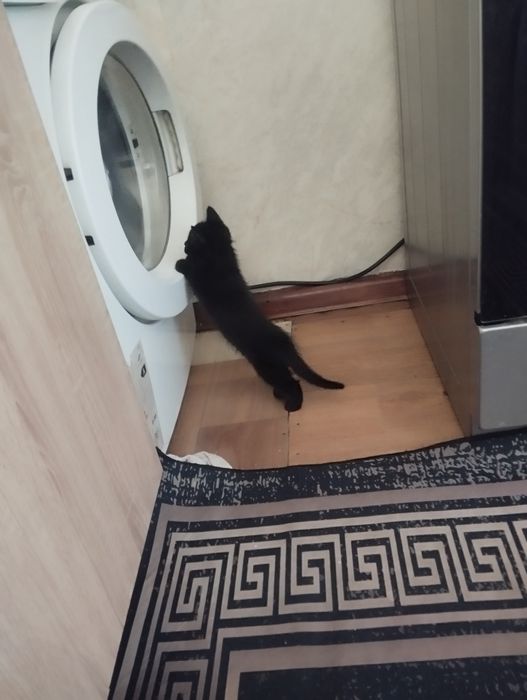 Отдам котёнка девочка