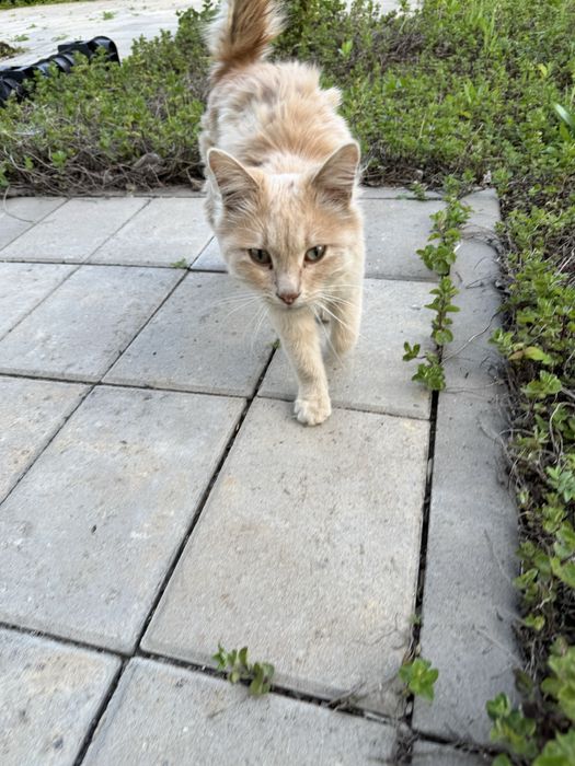 Найдена кошка, может кто потерял