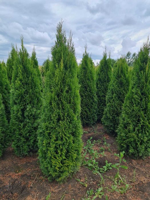 Tuia Occidentalis Smaragd | Calitate Extra | La Balot