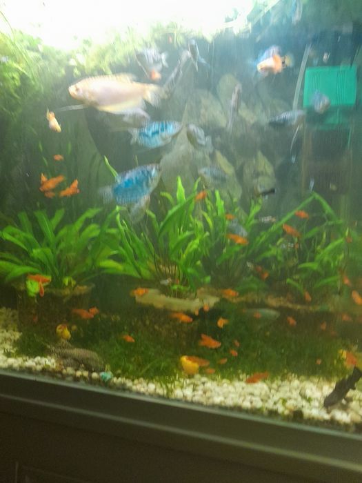 Продам аквариумных рыбок