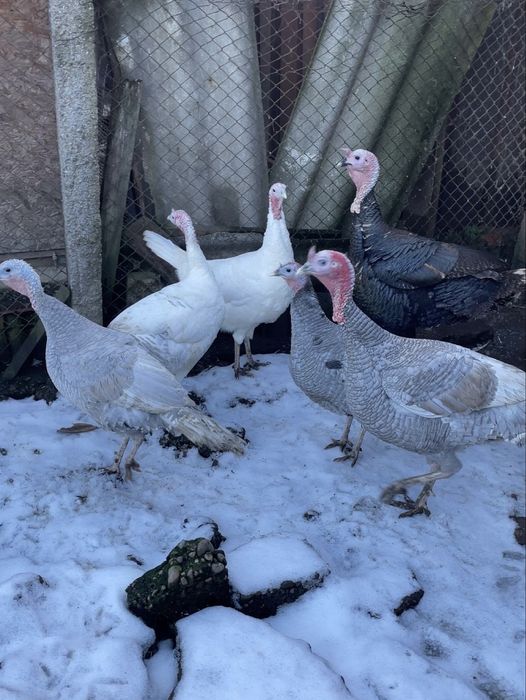 Curcani de casă crescuti bio