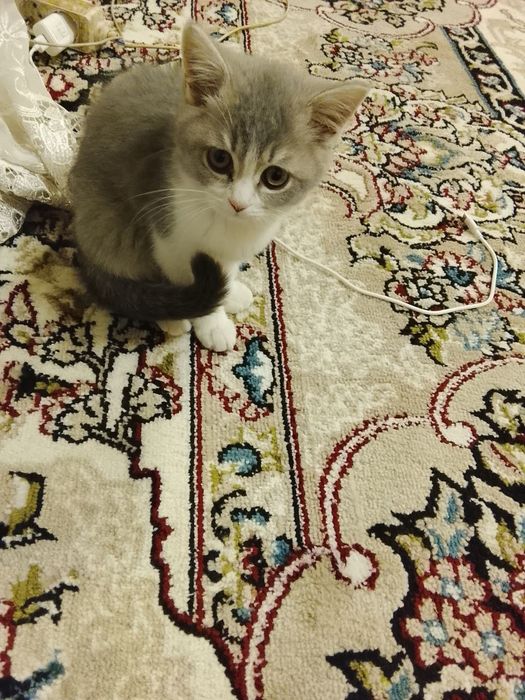 Шотландский кароткашёрстий