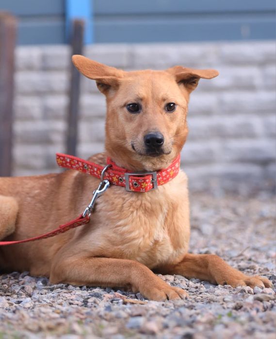 Щенок - мальчик Ральф , 10 месяцев